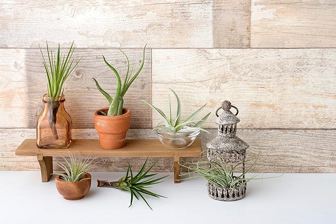 Tillandsia Air Plants Live Indoor Plants (75 Pack), Air Plants Bulk Party Favors or Wedding Favors Live Plants, Air Plant Lover Gifts, DIY Terrarium Kit, Air Succulents Plants Live by Plants for Pets