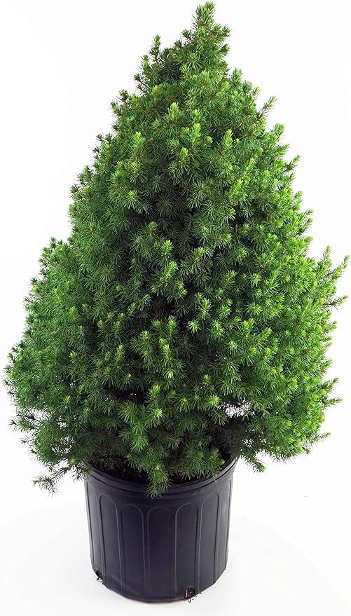 Picea glauca 'Conica' (Dwarf Alberta Spruce) Evergreen, #3 - Size Container