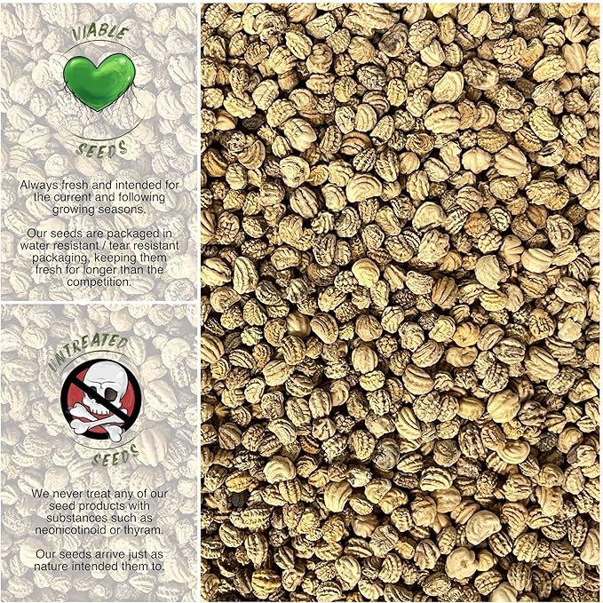 Seed Needs Black Velvet Nasturtium Seeds for Planting - Heirloom, Untreated & Open Pollinated - Edible Yellow Colored Flowers to Plant a Butterfly Garden (Small Pack)