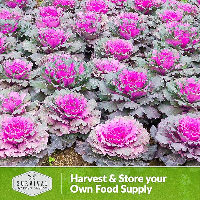 Ornamental Kale Seed for Planting - 3 Packets with Instructions for Growing Ornamental Flowering Kale Plants in Your Home Vegetable Garden - Non-GMO Heirloom Variety - Survival Garden Seeds