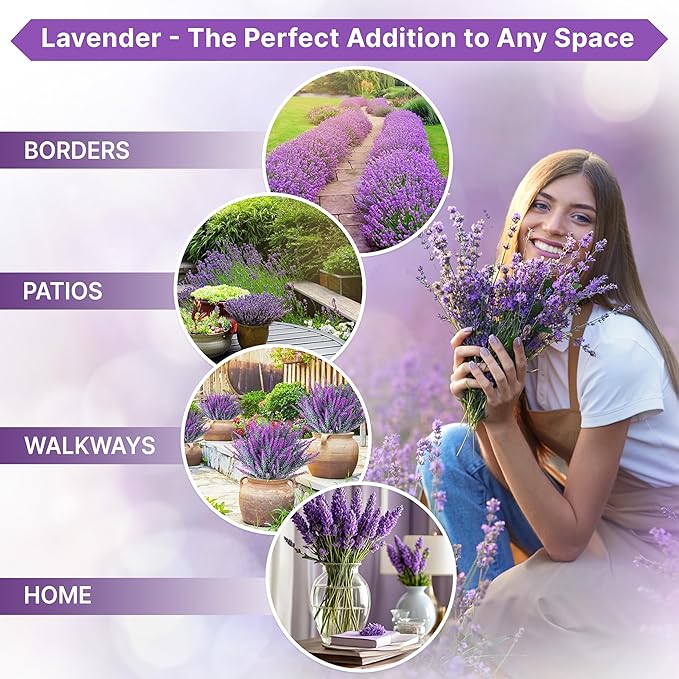 Organo Republic 3-Pack English Lavender Seeds 7.50G - Over 6600 Non-GMO Heirloom Lavender Seeds for Planting in Individual Seed Packets, Herb Seeds for Planting Home Garden Indoor & Outdoor Gardening