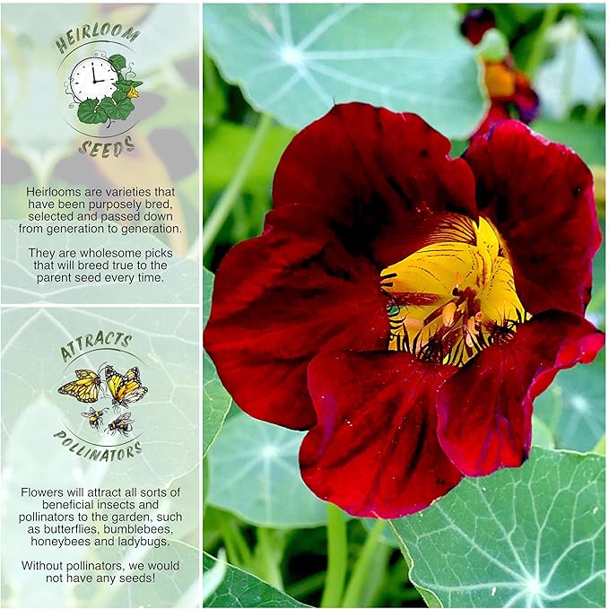 Seed Needs Black Velvet Nasturtium Seeds for Planting - Heirloom, Untreated & Open Pollinated - Edible Yellow Colored Flowers to Plant a Butterfly Garden (Small Pack)