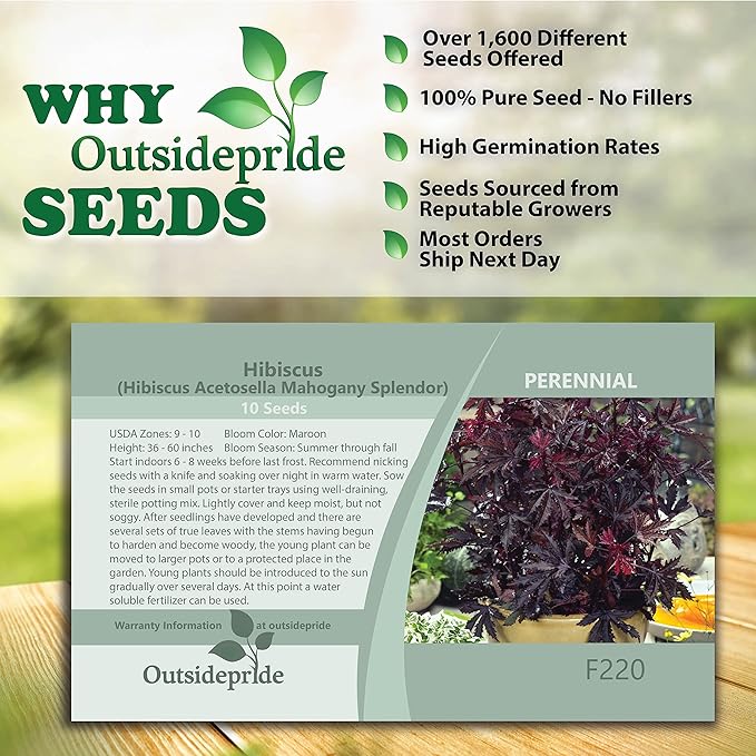 Outsidepride 20 Seeds Perennial Hibiscus Mahogany Splendor Flower Seeds for Planting