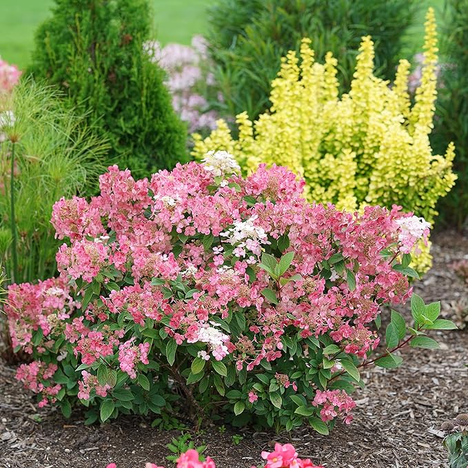 2 Gal Proven Winners Little Quick Fire Hydrangea, Rich Pink and Creamy White