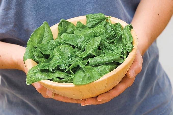 Burpee Bloomsdale Spinach Seeds 1100 seeds