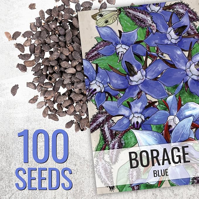Seed Needs, Blue Borage Herb Seeds for Planting (Borago officinalis) Heirloom, Non-GMO & Untreated, Edible Flowers (1 Pack)