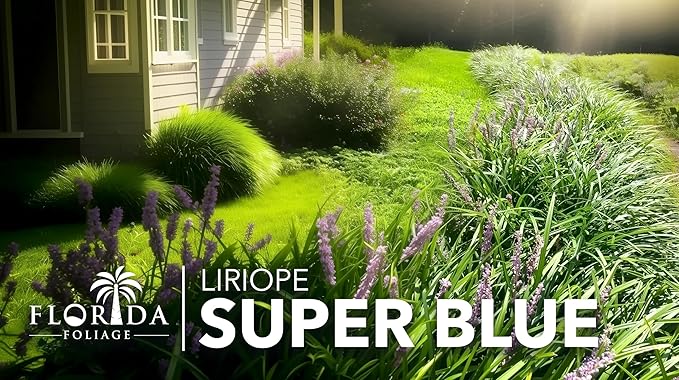Liriope Super Blue | 2 Large Gallon Size Plants | Liriope muscari 'Super Blue' | Ornamental Ground Cover Plants | Shade-Tolerant Landscaping Perennial