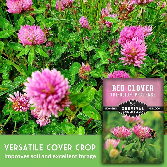 Survival Garden Seeds - Red Clover Seed for Planting - 5 Packets with Instructions to Plant & Grow a Medicinal Herb & Nitrogen Fixing Ground Cover in Your Home Garden - Non-GMO Heirloom Variety