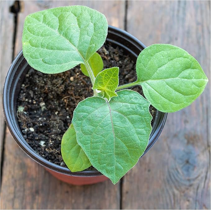 Seed Needs, Chinese Lantern Seeds - 200 Heirloom Seeds for Planting Physalis Alkekengi - Orange Ornamental Pods, Perfect for Pots & Containers (1 Pack)