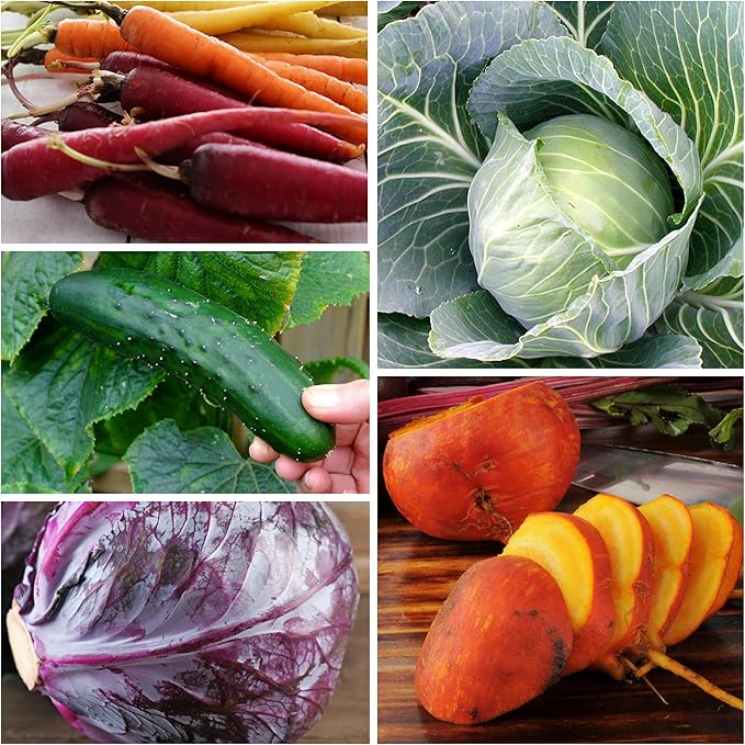 Seed Needs, Vegetable Seed Packet Collection Variety Pack (15 Varieties of Heirloom Vegetable Seeds for Planting) Organically Grow Your Own Produce