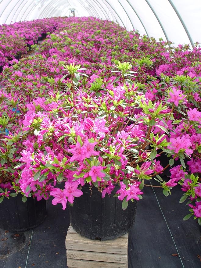 Azalea 'Karen' (Azalea) Shrub, lavender flowers, #3 - Size Container