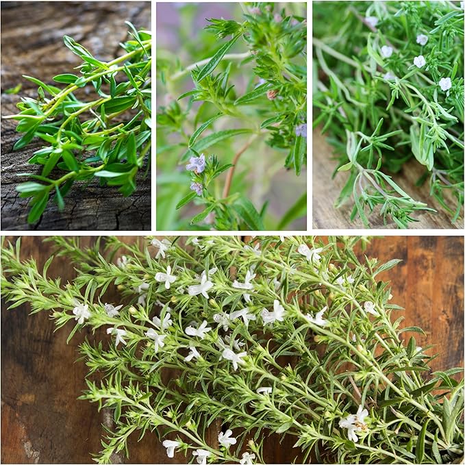 Seed Needs Summer Savory Seeds for Planting - Non-GMO, Heirloom & Untreated Annual Herbs - Organically Grow a Culinary Kitchen Garden Indoors or Outdoors (1 Pack)