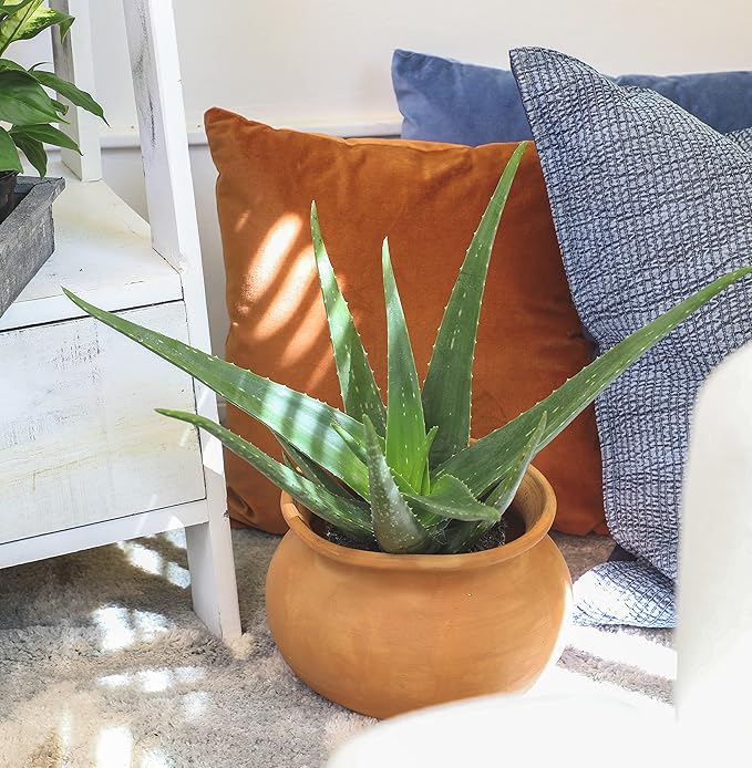 Live Aloe Vera Plant Live Succulents Plants Live Plants (1G), Aloe Plant Live Succulent Plants Live Aloe Plants Live Houseplants, Aloe Vera Plant Indoor Succulents Indoor Plants by Plants for Pets