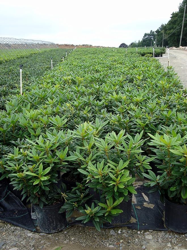 Rhododendron 'Purple Passion' (Rhododendron) Evergreen, purple flowers, #2 - Size Container