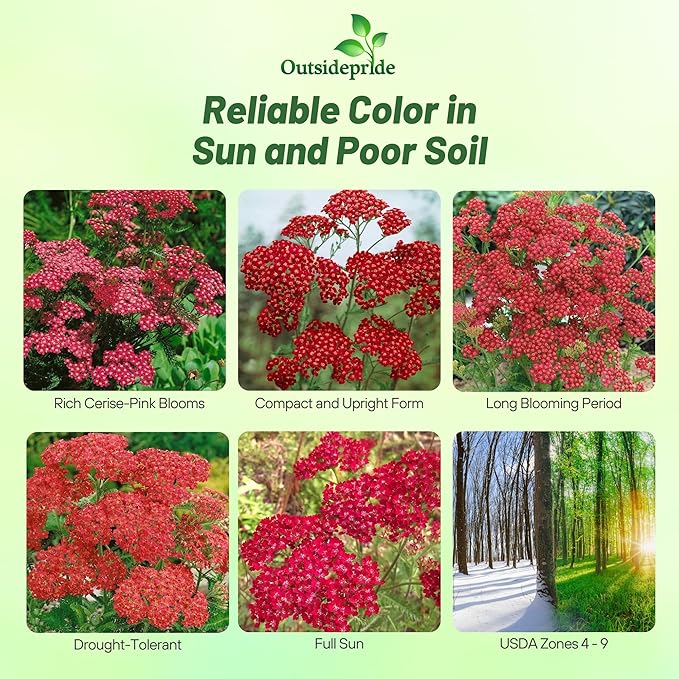 Outsidepride Cerise Queen Yarrow Seeds – 10000 Pcs. Perennial, Versatile, Clump-Forming, & Drought Tolerant Flower Seeds for Planting Fragrant & Vibrant Blooms, Ideal for Pollinator Gardens