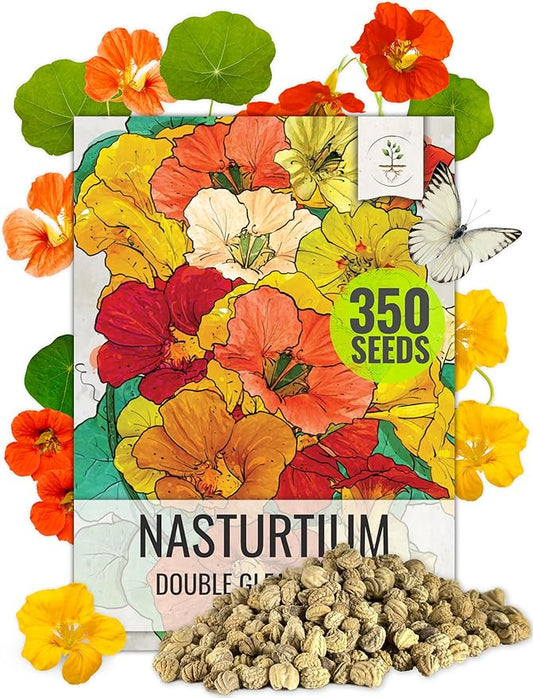 Seed Needs, 1.5 Ounce 350+ Nasturtium Seeds for Planting Double Gleam Mixed Colors Heirloom, Non-GMO & Untreated Flower Seed - Edible Flowers as a Garnish- Bulk (Double Gleam Blend, 350+ Seeds)