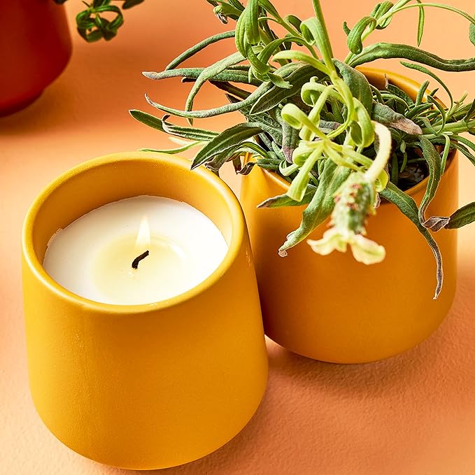 Modern Sprout Rooted Candle Grow Set, Indoor Herb Garden, Seed Starter Set, Organic, Non-GMO, Lavendar & Cedarwood