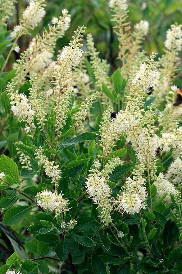 Clethra aln. 'Hummingbird' (Summersweet) Shrub, white flowers, #3 - Size Container