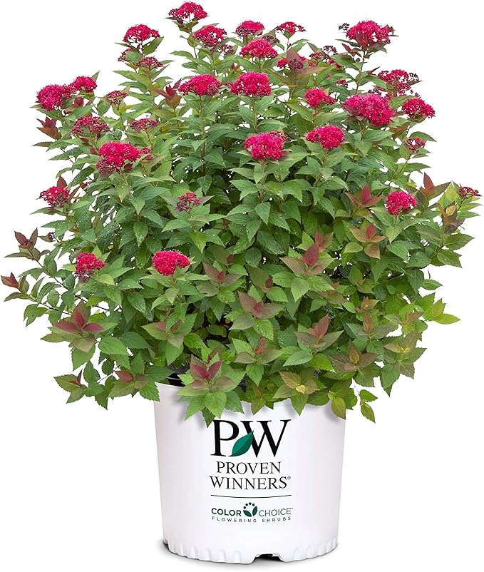 2 Gallon Proven Winners Spirea Double Play Doozie Shrub