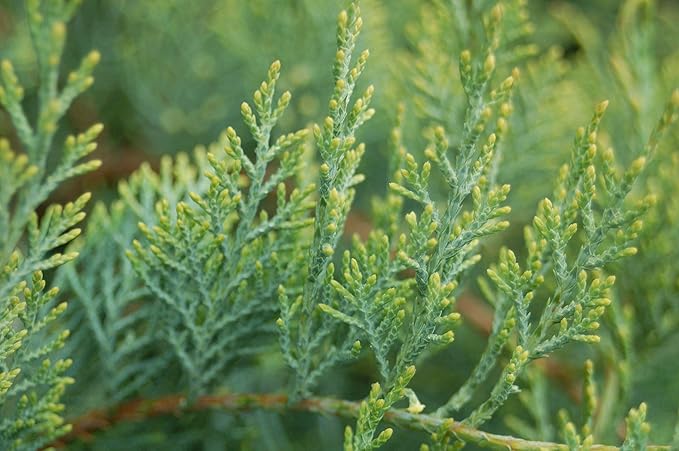 Grey Owl Juniper, evergreen plant in 2 Gallon pot - Juniper Virginiana 'Grey Owl'