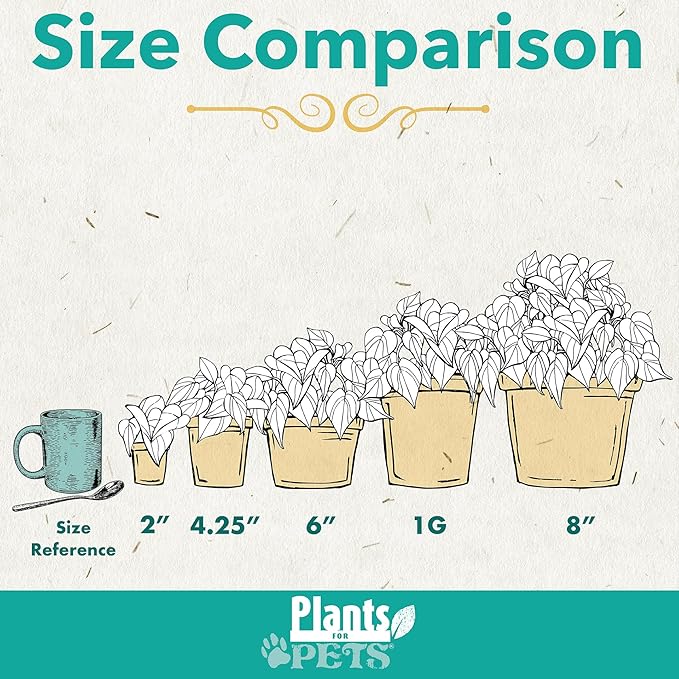 Bicolor Dracaena Plant Live Dragon Tree in 6 inch Pot, Easy Plant Decor, Dracaena Marginata House Plant, Air Purifying Plant, Live Indoor Plant, Desk Plant & Office Plant by Plants for Pets