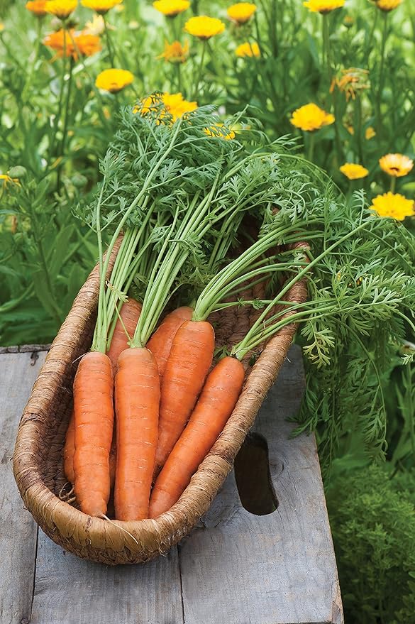 Burpee Yaya Hybrid Carrot Seeds 1000 seeds