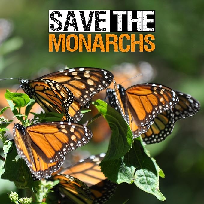 Seed Needs Showy Milkweed Seeds for Planting - Untreated & Open Pollinated, Attracts Monarch Butterflies in a Butterfly Garden (2 Packs)