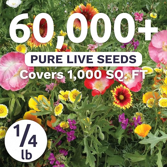 Southwest Regional Mix - Bulk 1/4 Pound Pouch - 60,000 Flower Seeds for Planting - Wildflower Mix