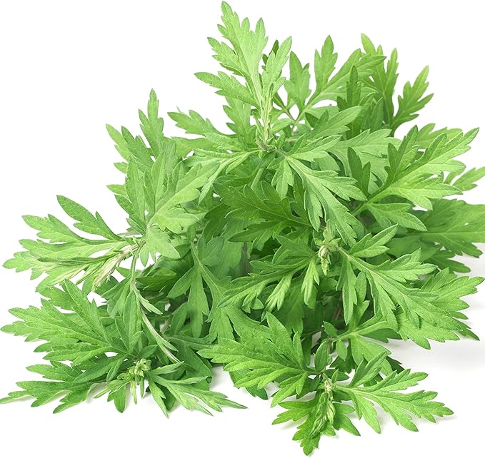 Outsidepride 10000 Seeds Perennial Mugwort Herb Garden Seeds for Planting