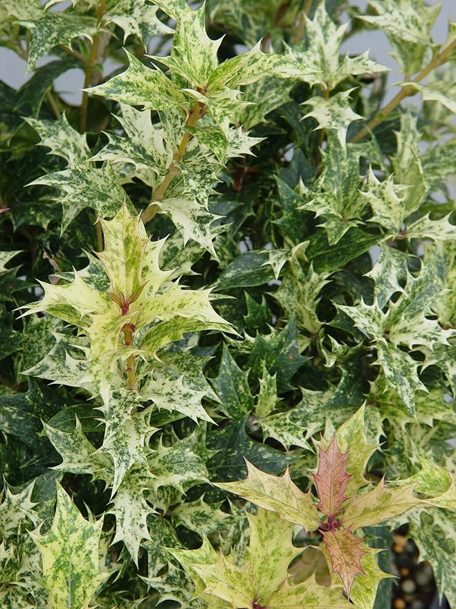 Osmanthus heterophyllus 'Goshiki' (False Holly) Evergreen, #2 - Size Container