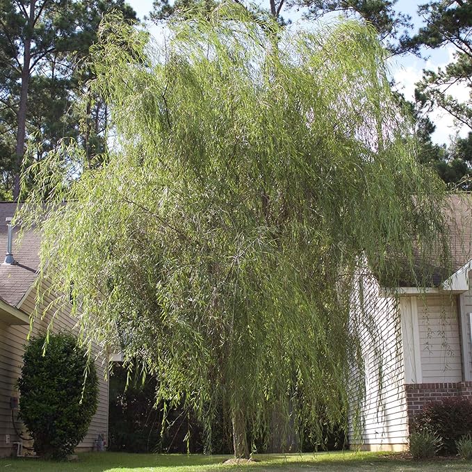 Weeping Willow - Size: 4-5 ft, Live Plant, Includes Special Blend Plant Food & Planting Guide