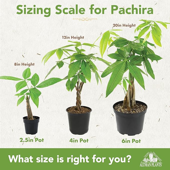 Altman Plants, Live Money Tree Plant, Pachira Aquatica Money Tree, Feng Shui Money Tree Pachira Aquatica Plant, Pachira Plant Bonsai Tree in Planter Pot with Soil, Money Tree Plant Indoor Plants