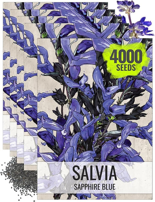 Seed Needs Sapphire Blue Sage Seeds for Planting - Heirloom & Open Pollinated Salvia - Grow a Butterfly Garden with Perennial Flowering Plants (5 Packs)