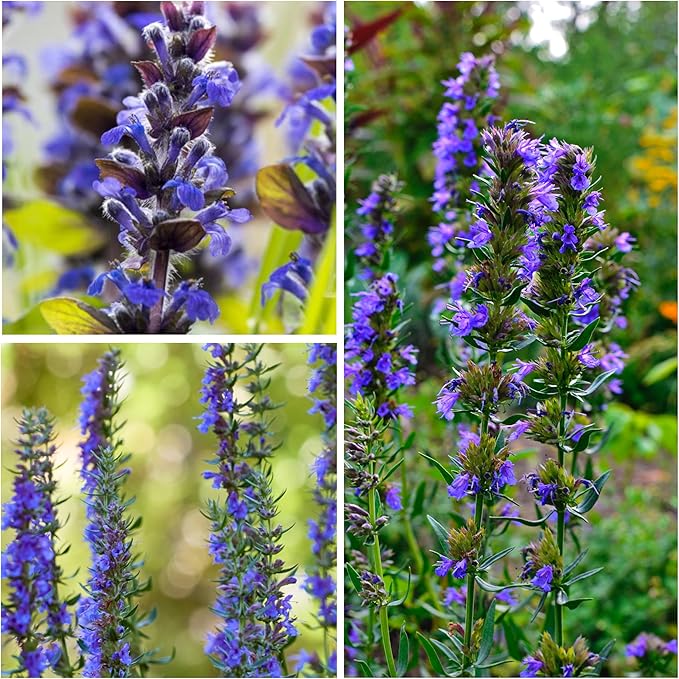 Seed Needs, Blue Hyssop Seeds - 500 Heirloom Seeds for Planting Hyssopus officinalis - Medicinal Herb for an Indoor/Outdoor Garden, Non-GMO & Untreated (5 Packs)