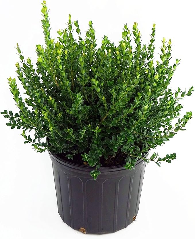 Buxus macro. asiat. 'Baby Gem' (Boxwood) Evergreen, #3 - Size Container