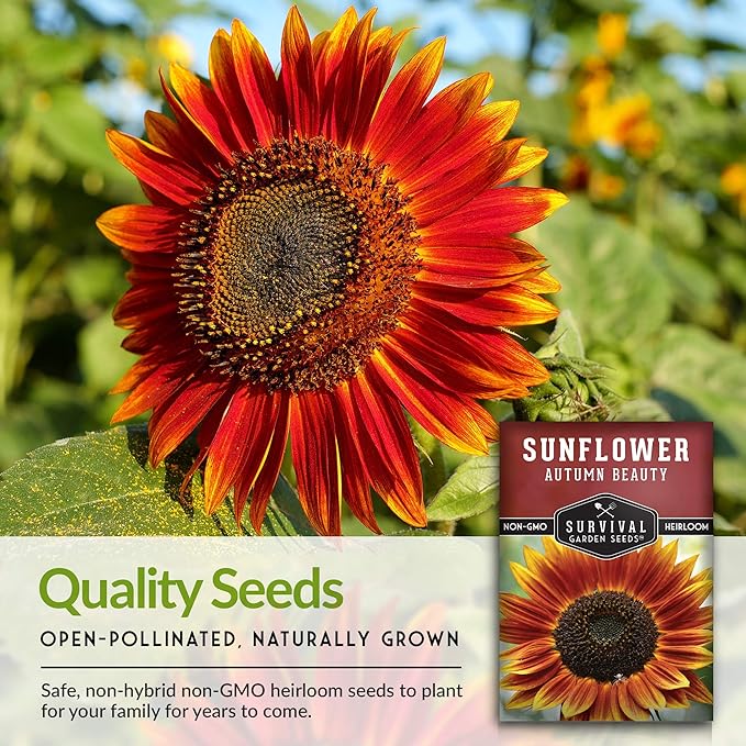 Survival Garden Seeds - Autumn Beauty Sunflower Seed for Planting - Packet with Instructions to Plant and Grow Beautiful and Colorful Flowers in Your Home Vegetable Garden - Non-GMO Heirloom Variety