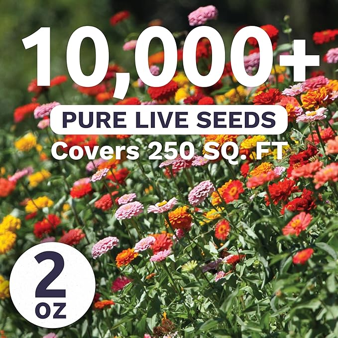 Zinnia Thumbelina Mix - Bulk 2 Ounce Pouch - 10,000 Flower Seeds for Planting - Zinnia elegans