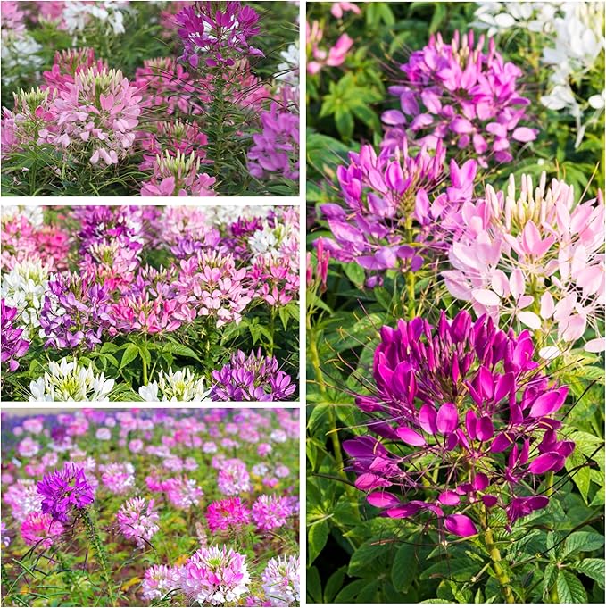 Seed Needs, Cleome Seeds - 1,500 Heirloom Seeds for Planting Cleome hassleriana - Spider Blend Attracts Butterflies, Bumblebees & Other Pollinators (2 Packs)