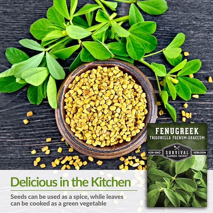 5 Packs Fenugreek Seed for Planting with Instructions to Grow Samudra Methi in Your Home Vegetable Garden - Non-GMO Heirloom - Good Microgreens or Sprouts - Survival Garden Seeds