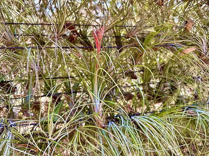 Air Plants Bulk - Tillandsia Juncea Wholesale, Jumbo 8-12" - 30ct - Live Arrival Guaranteed - House Plants for Home Decor & Gift
