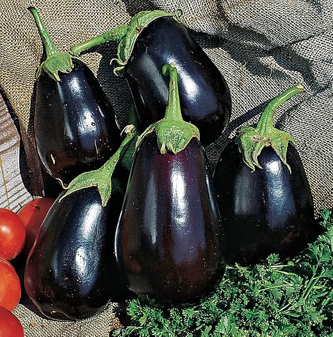 Burpee Black Beauty Eggplant Seeds 100 seeds