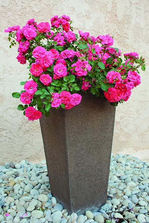 Drift Roses - Rosa Coral Drift (Rose) Rose, coral flowers, #2 - Size Container