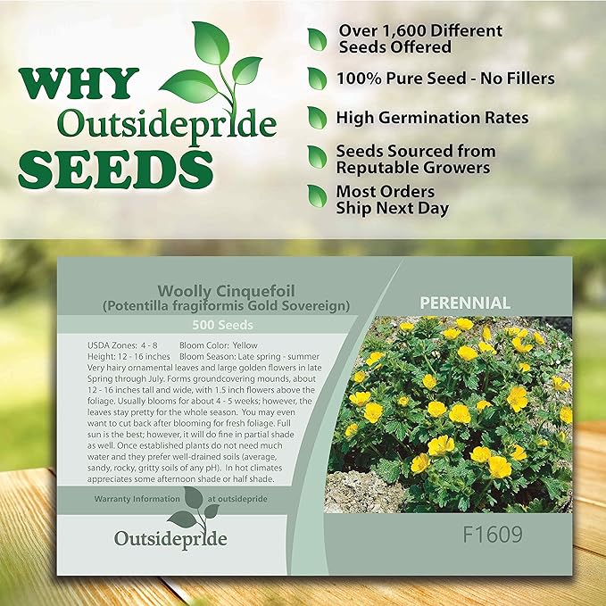 Outsidepride 500 Seeds Perennial Potentilla Gold Sovereign Woolly Cinquefoil Yellow Flower Seeds for Planting