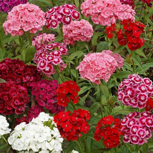 Outsidepride Sweet William Dianthus Seeds - 5000 Pcs. Perennial, Winter Hardy Wildflower Seeds w/Fragrant & Vibrant Blooms, Ideal for Pollinator Gardens, Cut Flowers & Colorful Landscaping
