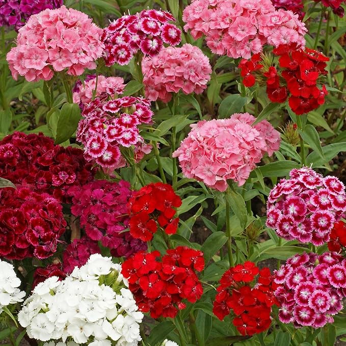 Outsidepride Sweet William Dianthus Seeds - 1 Lb. Perennial, Winter Hardy Wildflower Seeds w/Fragrant & Vibrant Blooms, Ideal for Pollinator Gardens, Cut Flowers & Colorful Landscaping