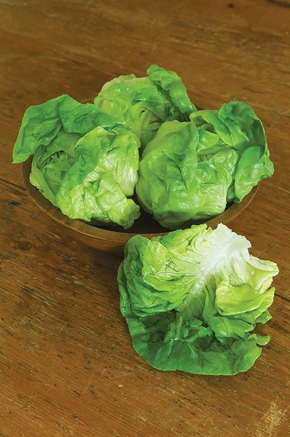 Burpee Dynamite Lettuce Seeds 500 seeds