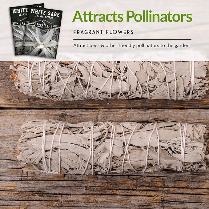 Survival Garden Seeds - 5 Packs White Sage Seed for Planting - Grow Sustainable Smudging Herbs - Packet with Instructions to Plant & Grow in Your Home Garden - Non-GMO Heirloom Variety