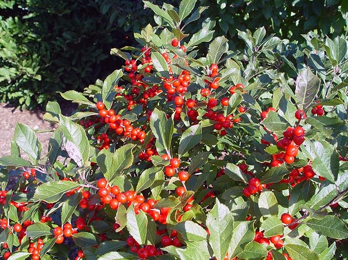 Ilex verticillata 'Red Sprite' (Winterberry) Shrub, XL red fruit, 3 - Size Container