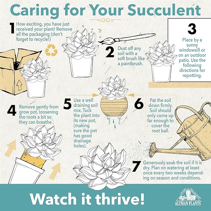 Altman Plants Pet Friendly Plant Pack (3PK) Real Succulents, Pet Safe Plants & Succulent Plants, Live Succulents, Pet Friendly Plants, Live Plants & House Plants in 3.5" Pots with Succulent Soil Mix