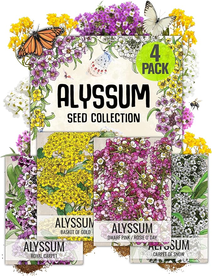 Seed Needs Heirloom Alyssum Flower Seed Packet Collection Variety Pack (Includes 4 Packets) Basket of Gold, Royal Carpet, Dwarf Pink & Carpet of Snow - Perfect for Rock Gardens